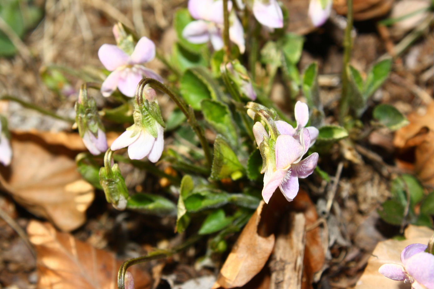 Viola da determinare-2 ??